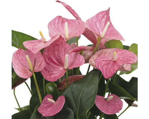 Anthurie Topfpflanze mit Blättern und Blüten