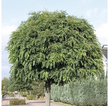 Kugelakazienbaum im Außenbereich