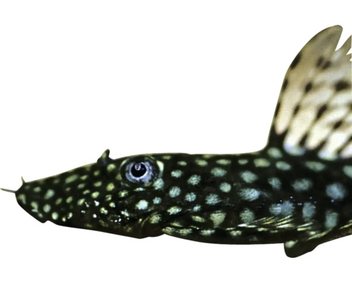 Antennenwels im Detail