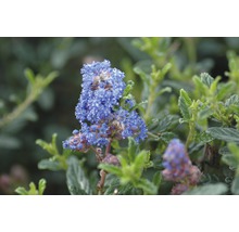 Säckelblume Stämmchen FloraSelf Ceanothus impressus 'Victoria' Stammhöhe 50 cm Co 3 L