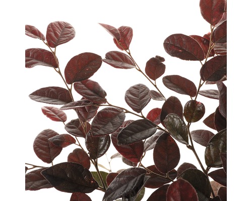 Immergrüner Zwergstrauch mit dunklem Laub