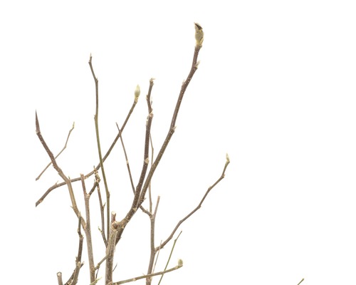 Nahaufnahme von Trieben einer Pflanze im Frühling