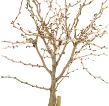 Zweig mit Knospen