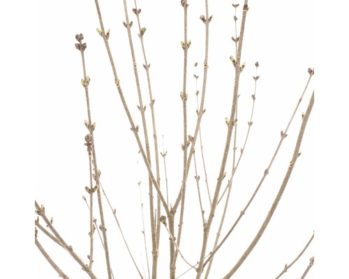 Nahaufnahme von Strauchzweigen ohne Blätter