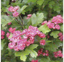 Blühender Zierstrauch mit rosafarbenen Blüten und grünen Blättern.