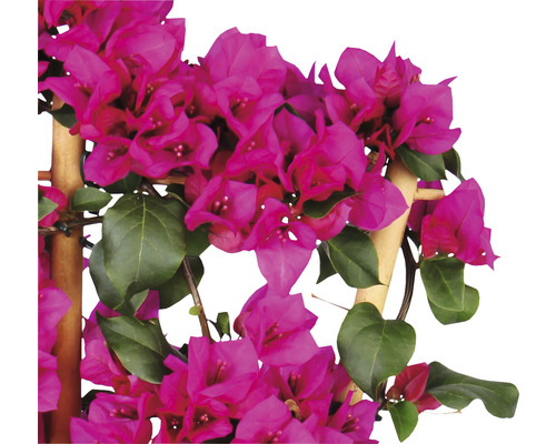 Bougainvillea auf Holzgerüst mit Blüten und Blättern