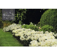 Garten mit Dufthecke und Rasenfläche