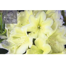 Nahaufnahme von Rhododendronblüten