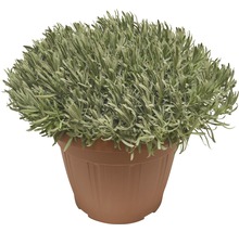 Lavendel in einem Topf