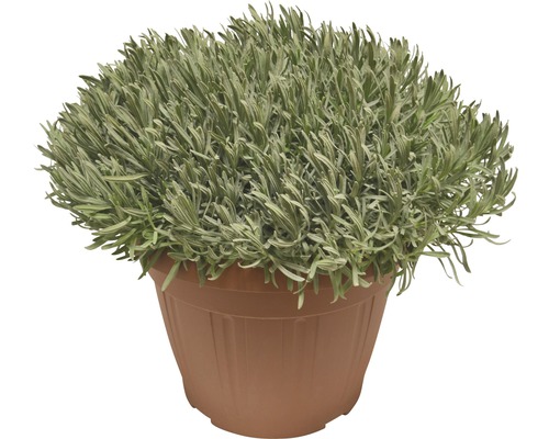 Lavendel in einem Topf