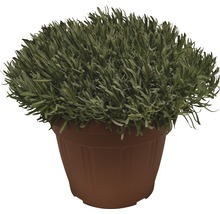 Lavendel im Topf für den Innen- und Außenbereich