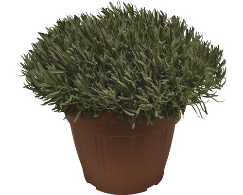 Lavendel im Topf für den Innen- und Außenbereich