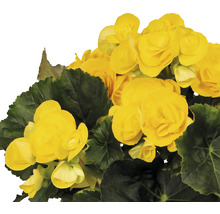 Elatior-Begonie FloraSelf Begonia elatior 'Rebecca' H 30-40 cm Ø 14 cm Topf-thumb-1 Elatior-Begonie FloraSelf Begonia elatior 'Rebecca' H 30-40 cm Ø 14 cm Topf-thumb-1