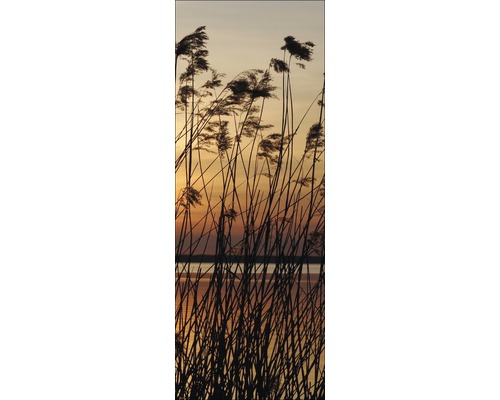 Schilfgras am See bei Sonnenuntergang