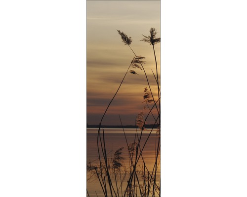 Schilfgras am See im Abendlicht
