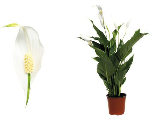 Einblatt Pflanze im Topf und Blüte Nahaufnahme