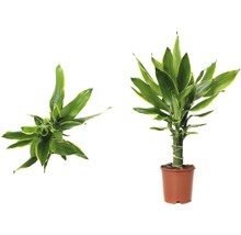 Drachenbaum Pflanze im Topf, Zimmerpflanze