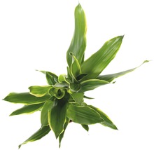 Top-Ansicht einer Dracaena Zimmerpflanze mit grünen Blättern