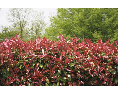 Photinia Fraseri Hecke im Garten