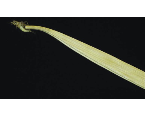 Grille auf einem Blatt