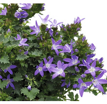Blühende Campanula Pflanze im Topf