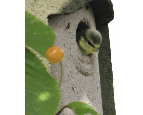 Jungvogel in einem Nistkasten