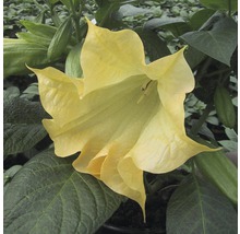 Gelbe Engelstrompete mit grünen Blättern