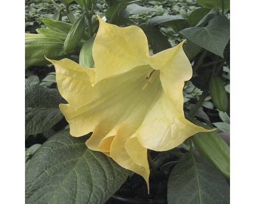 Gelbe Engelstrompete mit grünen Blättern