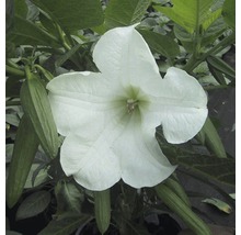 Nahaufnahme einer weißen Engelstrompete mit Blättern