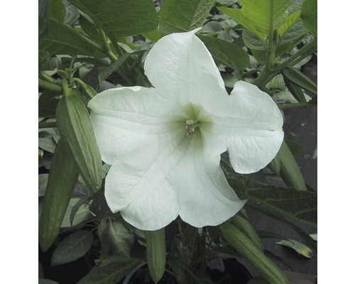 Nahaufnahme einer weißen Engelstrompete mit Blättern