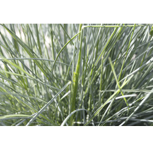 Blaugras im Detail