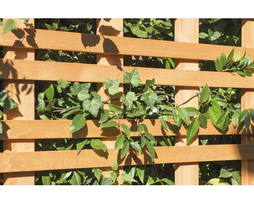 Holzzaun mit Kletterpflanzen