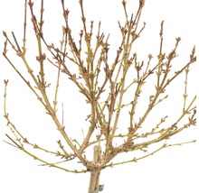 Baum ohne Blätter im Winter
