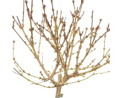 Baum ohne Blätter im Winter