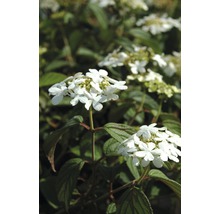 Japanischer Schneeball Stamm FloraSelf Stammhöhe 50 cm Co 3 L, weiß,