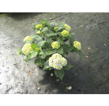 Ballhortensie 'Annabelle' FloraSelf Hydrangea arborescens 'Annabelle' H 60-80 cm Co 10 L