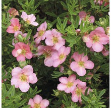 Fünffingerstrauch FloraSelf Potentilla fruticosa 'White Lady' H 30-40 cm Co 4 L pink
