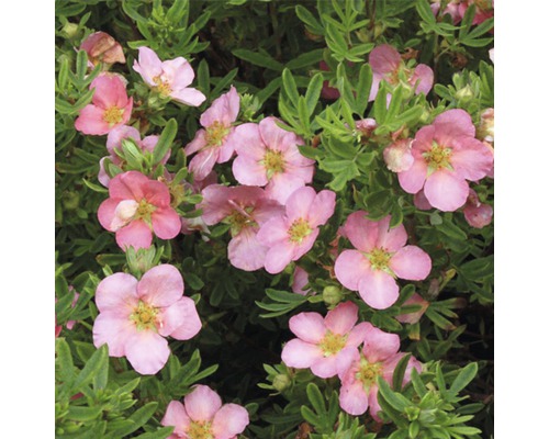 Fünffingerstrauch FloraSelf Potentilla fruticosa 'White Lady' H 30-40 cm Co 4 L pink Fingerstrauch mit rosa Blüten und grünen Blättern