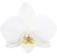 Nahaufnahme einer weißen Orchideenblüte
