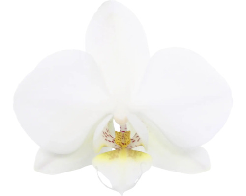 Nahaufnahme einer weißen Orchideenblüte