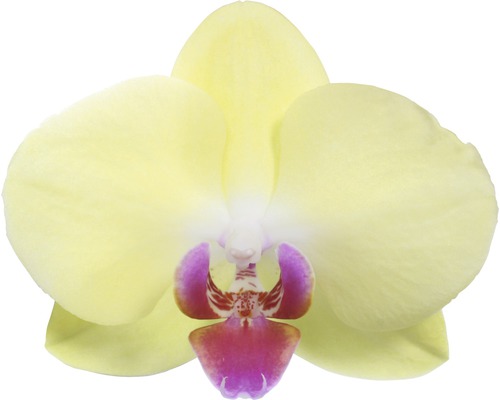 Gelbe Orchideenblüte Nahaufnahme