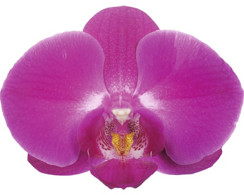 Nahaufnahme einer einzelnen Orchideenblüte