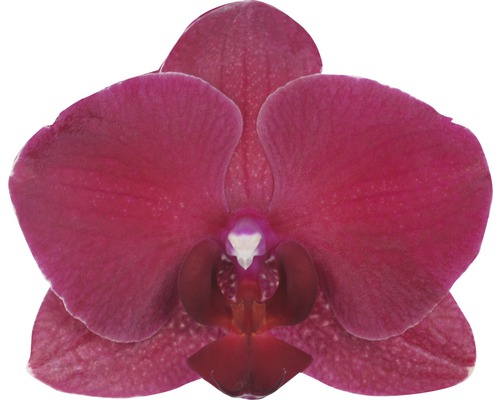 Nahaufnahme einer einzelnen, burgunderfarbenen Orchideenblüte