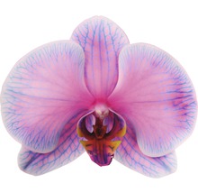 Nahaufnahme einer rosa Orchideenblüte