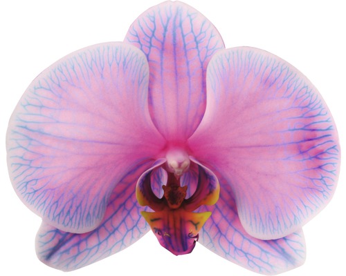 Nahaufnahme einer rosa Orchideenblüte