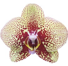 Gelbe Orchideenblüte mit roten Punkten
