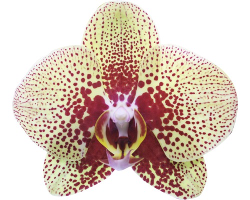 Gelbe Orchideenblüte mit roten Punkten