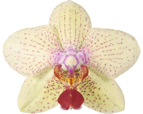 Gelbe Orchideenblüte mit purpurfarbenen Punkten