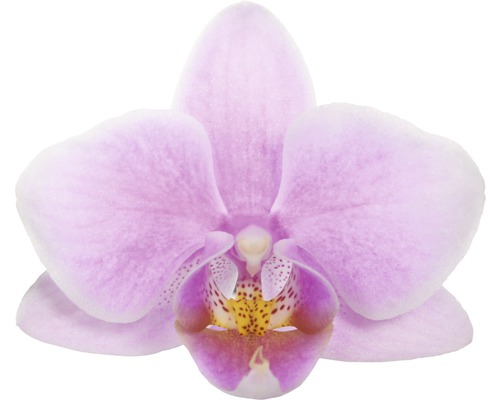 Nahaufnahme einer einzelnen Orchideenblüte