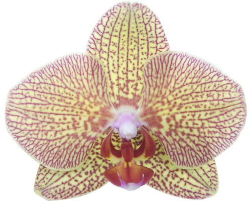 Nahaufnahme einer gelben Orchideenblüte mit Muster